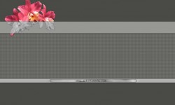 800x480 Taustakuva #1649