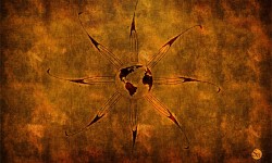 320x240 Taustakuva #2524
