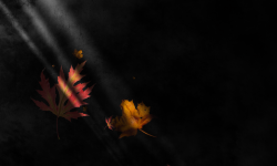 800x480 Taustakuva #3072