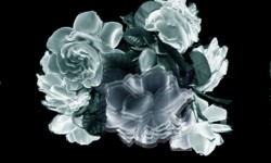 320x240 Taustakuva #3141